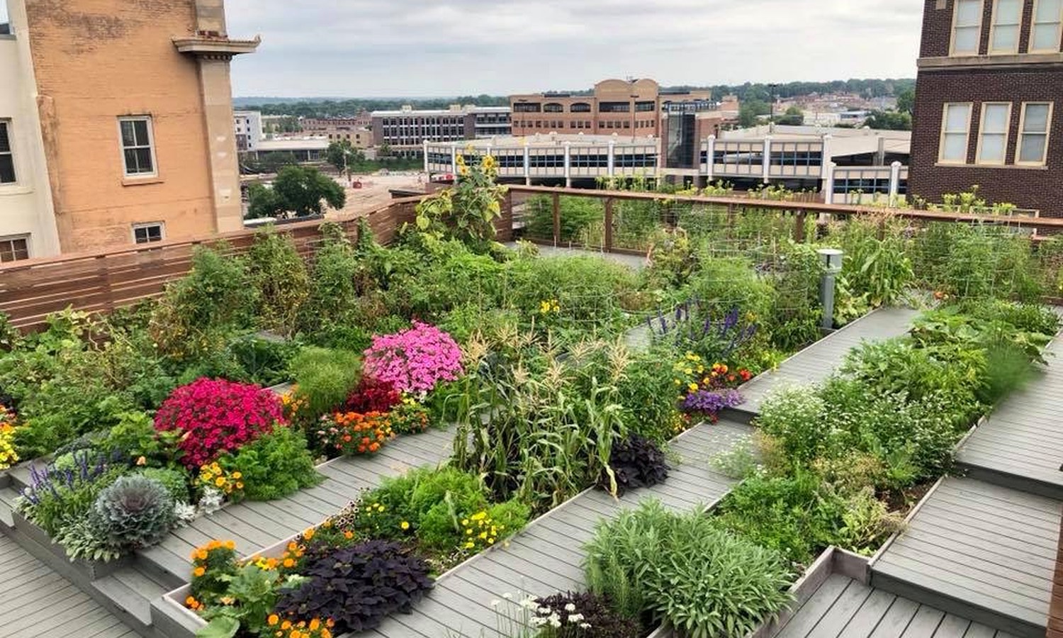 Urban rooftop garden