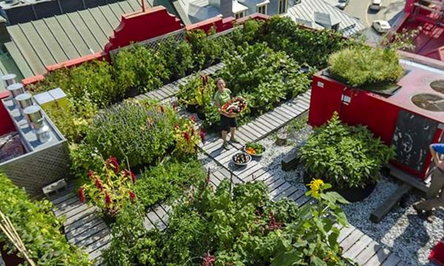 Rooftop flowers and plants